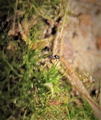 Pheidole metallescens