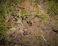 Pheidole metallescens