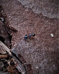 Pheidole metallescens