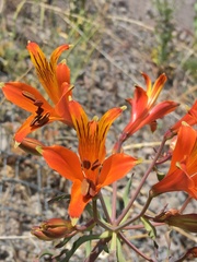 Alstroemeria ligtu