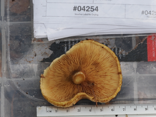 Paxillus involutus — no rights reserved