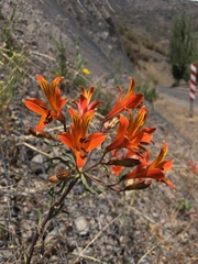 Alstroemeria ligtu