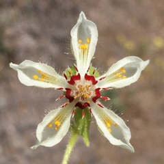 Loasa prostrata