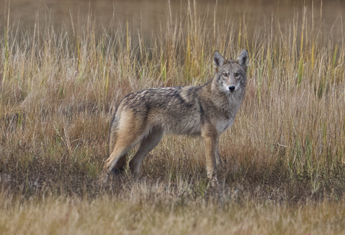 Coyote photographed in Maine