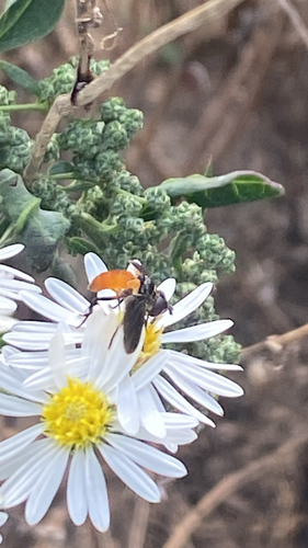 Unknown species found near Columbia, MO, US