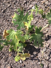 Loasa prostrata