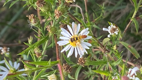 Unknown species found near S Farm Dr, Columbia, MO, US