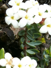 Pimelea oreophila