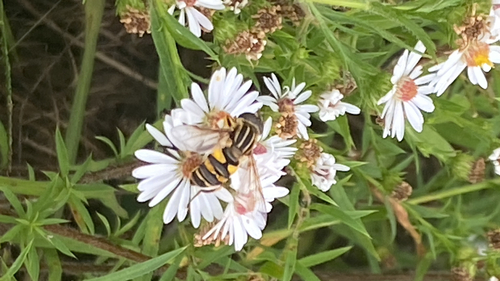 Unknown species found near Columbia, MO, US