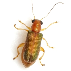 Megascelis texana