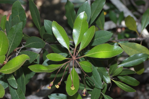 Pittosporum gracile observed 2025-09-14