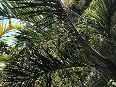 Pseudophoenix sargentii