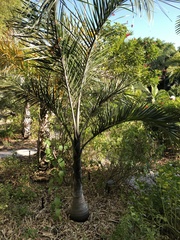 Pseudophoenix sargentii