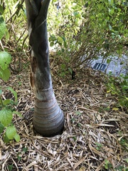 Pseudophoenix sargentii