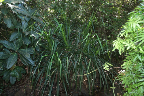 Pandanus decumbens observed 2025-09-14