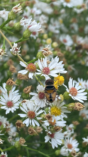 Unknown species found near Columbia, MO, US