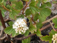 Stratiomys badia