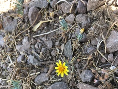 Chaetanthera linearis