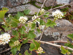 Stratiomys badia