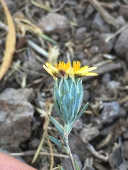 Chaetanthera linearis