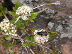 Stratiomys badia