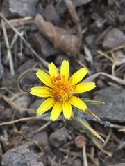 Chaetanthera linearis