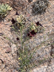 Salpiglossis sinuata