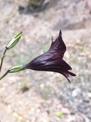 Salpiglossis sinuata