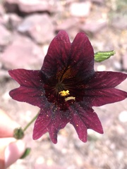 Salpiglossis sinuata