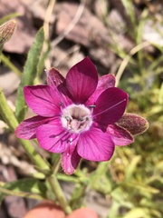 Malesherbia linearifolia
