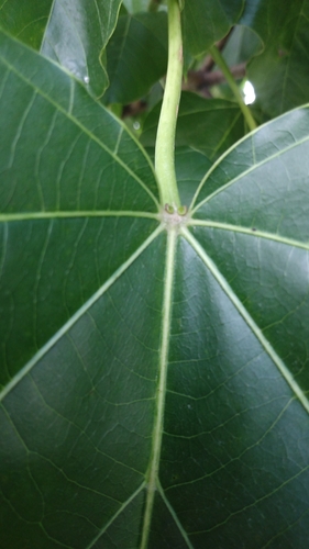 Reutealis