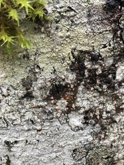 Lecanora pacifica