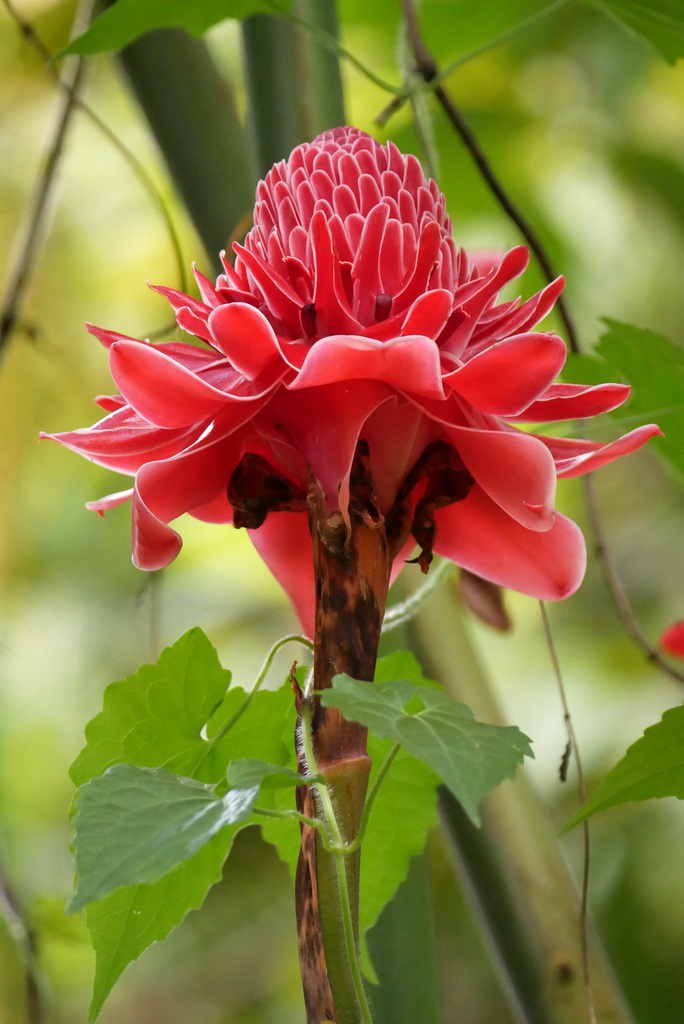 Etlingera elatior, Kegalle, Sri Lanka