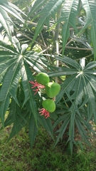 Jatropha multifida