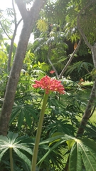 Jatropha multifida