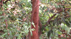 Phylloscopus trochilus