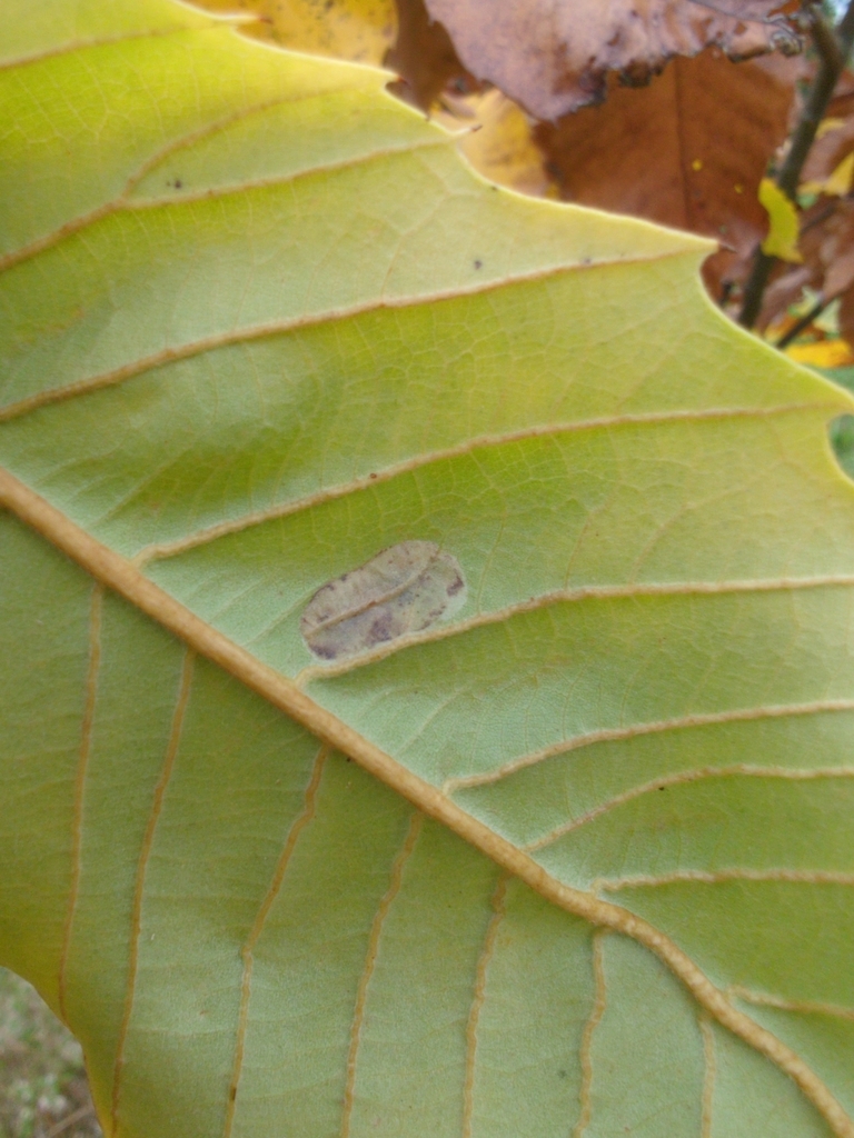 Phyllonorycter kearfottella