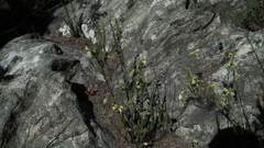 Erica sparrmanni
