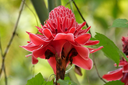 Etlingera elatior