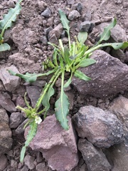 Nicotiana corymbosa