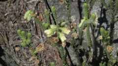 Erica sparrmanni