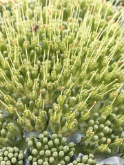 Gamocarpha scapigera