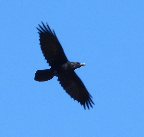 Common Raven photographed in Tennessee