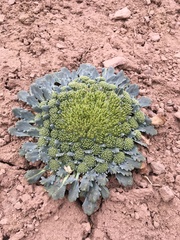 Gamocarpha scapigera