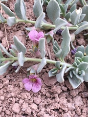 Melosperma andicola