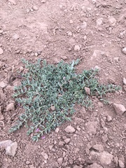Melosperma andicola
