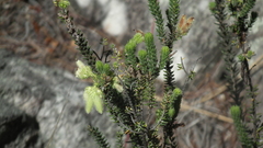Erica sparrmanni