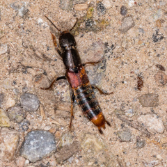 Platydracus cinnamopterus
