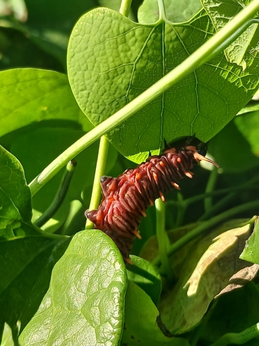 Photo of Polydamas Swallowtail (Battus polydamas)