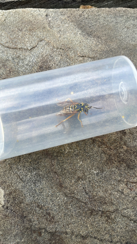 Unknown species found near E Alumni Ave, Kingston, RI, US
